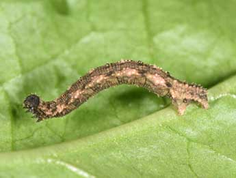  Chenille de Idaea typicata Gn. - ©Philippe Mothiron