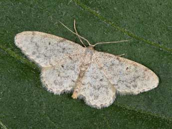 Idaea typicata Gn. adulte - Philippe Mothiron