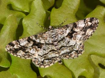 Peribatodes umbraria Hb. adulte - Philippe Mothiron