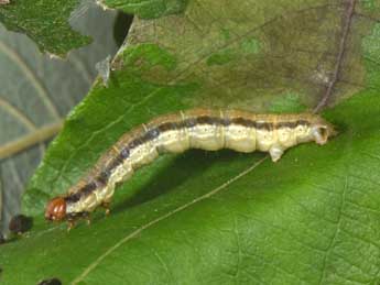  Chenille de Rheumaptera undulata L. - Philippe Mothiron