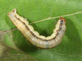  Chenille de Rheumaptera undulata L. - Philippe Mothiron