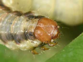  Chenille de Rheumaptera undulata L. - Philippe Mothiron