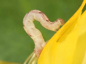  Chenille de Chloroclystis v-ata Hw. - ©Philippe Mothiron