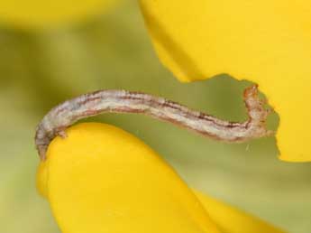  Chenille de Chloroclystis v-ata Hw. - ©Philippe Mothiron