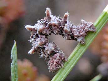  Chenille de Charissa variegata Dup. - ©Helmut Deutsch