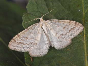 Mesotype verberata Scop. adulte - ©Philippe Mothiron