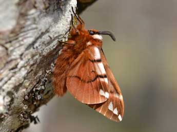 Endromis versicolora L. adulte - ©Sylvie Michelin