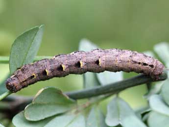  Chenille de Odontognophos dumetata Tr. - ©Emmanuel Ruiz