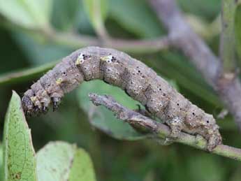  Chenille de Odontognophos dumetata Tr. - ©Emmanuel Ruiz