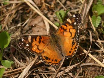 Vanessa virginiensis Drury adulte - Stphane Grenier