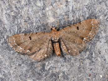 Eupithecia absinthiata Cl. adulte - ©Philippe Mothiron