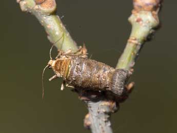 Alsophila aceraria D. & S. adulte - Jeroen Voogd