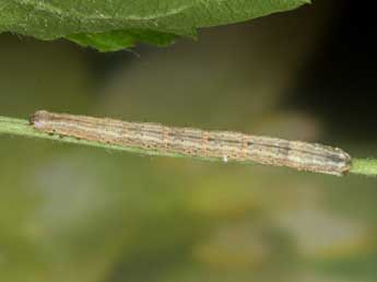  Chenille de Horisme aemulata Hb. - Heiner Ziegler