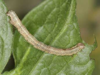  Chenille de Horisme aemulata Hb. - ©Heiner Ziegler