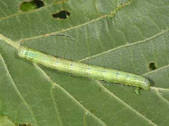  Chenille de Alsophila aescularia D. & S. - ©Philippe Mothiron