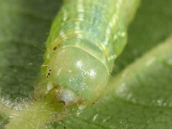  Chenille de Alsophila aescularia D. & S. - ©Philippe Mothiron