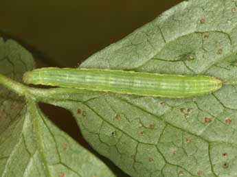  Chenille de Melanthia alaudaria Frr - Heiner Ziegler