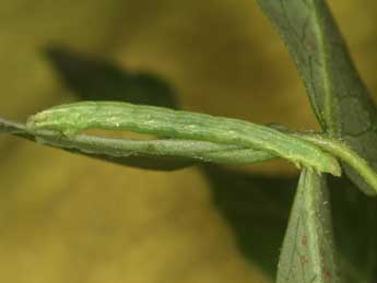  Chenille de Melanthia alaudaria Frr - Heiner Ziegler