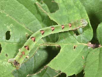  Chenille de Mesoleuca albicillata L. - Philippe Mothiron