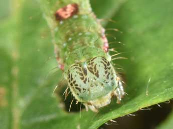  Chenille de Mesoleuca albicillata L. - Philippe Mothiron