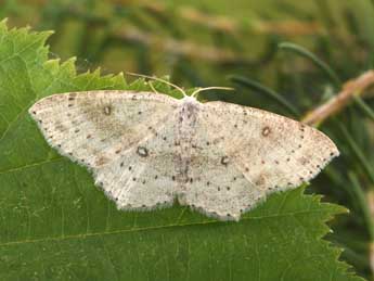 Cyclophora albipunctata Hfn. adulte - ©Philippe Mothiron