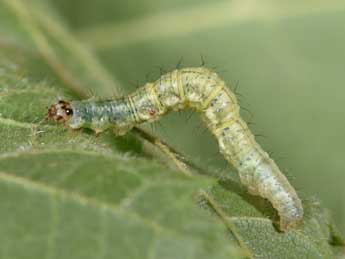  Chenille de Asthena albulata Hfn. - ©Philippe Mothiron