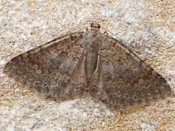 Scotopteryx alfacaria Stgr adulte - Friedmar Graf