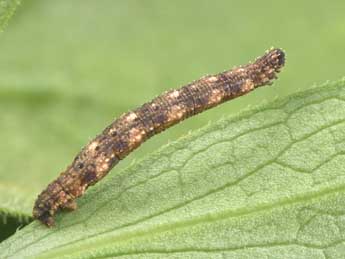  Chenille de Idaea alyssumata Mill. - Philippe Mothiron