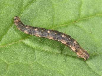  Chenille de Idaea alyssumata Mill. - ©Philippe Mothiron