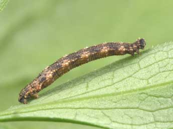  Chenille de Idaea alyssumata Mill. - ©Philippe Mothiron