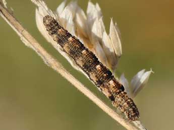  Chenille de Idaea alyssumata Mill. - ©Lionel Taurand