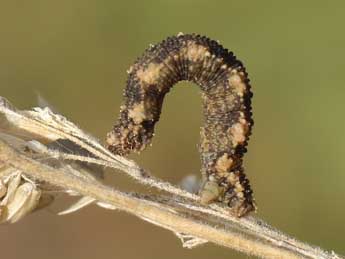  Chenille de Idaea alyssumata Mill. - ©Lionel Taurand