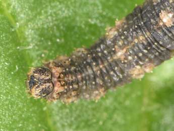  Chenille de Idaea alyssumata Mill. - Philippe Mothiron