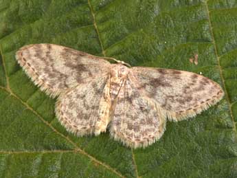 Idaea alyssumata Mill. adulte - Philippe Mothiron