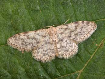 Idaea alyssumata Mill. adulte - Philippe Mothiron