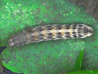  Chenille de Elophos andereggaria Lah. - ©Claude Tautel