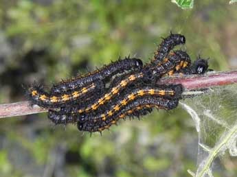  Chenille de Nymphalis antiopa L. - ©Philippe Mothiron