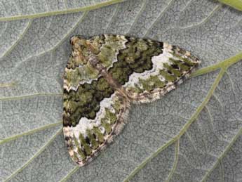 Colostygia aptata Hb. adulte - Philippe Mothiron