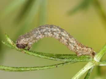  Chenille de Colostygia aqueata Hb. - Heiner Ziegler