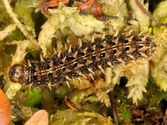  Chenille de Boloria aquilonaris Stichel - Wolfgang Wagner, www.pyrgus.de