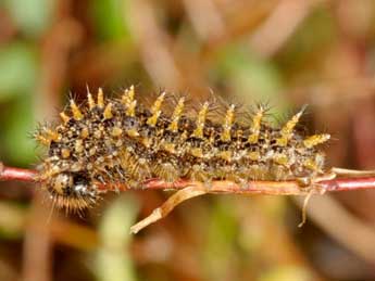  Chenille de Boloria aquilonaris Stichel - Wolfgang Wagner, www.pyrgus.de