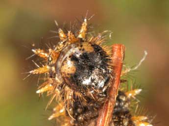  Chenille de Boloria aquilonaris Stichel - Wolfgang Wagner, www.pyrgus.de