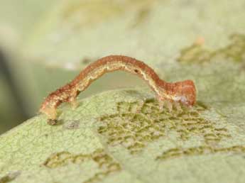  Chenille de Fagivorina arenaria Hfn. - Philippe Mothiron