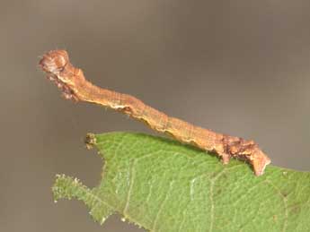  Chenille de Fagivorina arenaria Hfn. - Philippe Mothiron