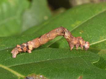  Chenille de Fagivorina arenaria Hfn. - ©Philippe Mothiron