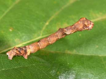  Chenille de Fagivorina arenaria Hfn. - ©Philippe Mothiron