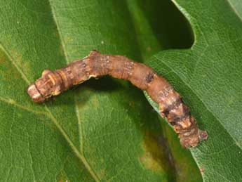  Chenille de Fagivorina arenaria Hfn. - Philippe Mothiron