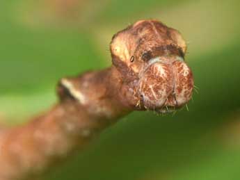  Chenille de Fagivorina arenaria Hfn. - Philippe Mothiron