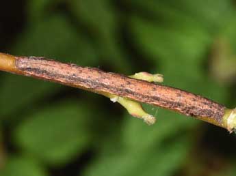  Chenille de Rhoptria asperaria Hb. - Philippe Mothiron