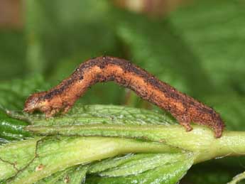  Chenille de Rhoptria asperaria Hb. - Philippe Mothiron